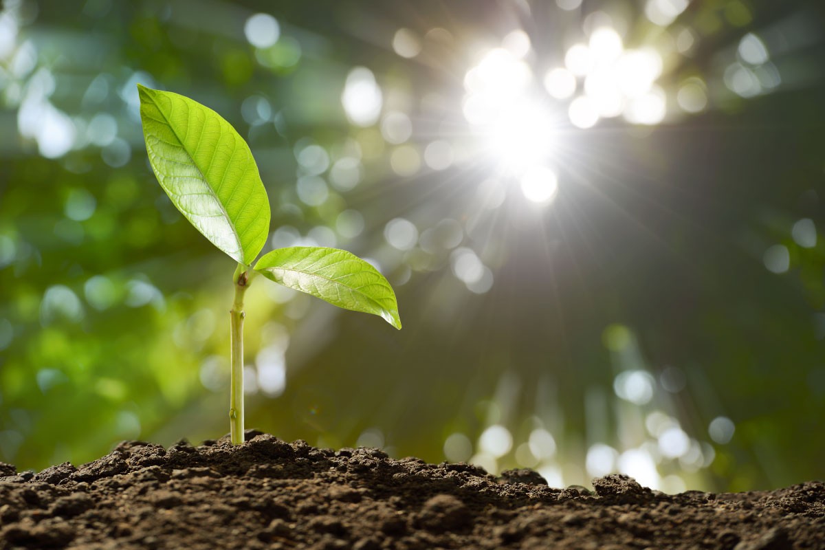 Ánh sáng chính là điều kiện cần cho cây trồng sử dụng CO2 và nước để tạo nên các hợp chất hữu cơ cung cấp năng lượng