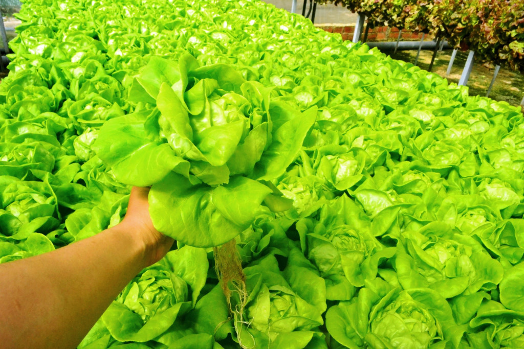 Bước sóng ánh sáng phù hợp cho sự phát triển của thực vật là khoảng 400-700nm