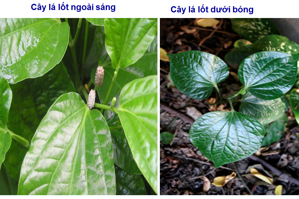 Cường độ ánh sáng ảnh hưởng tới quá trình sinh trưởng của rau