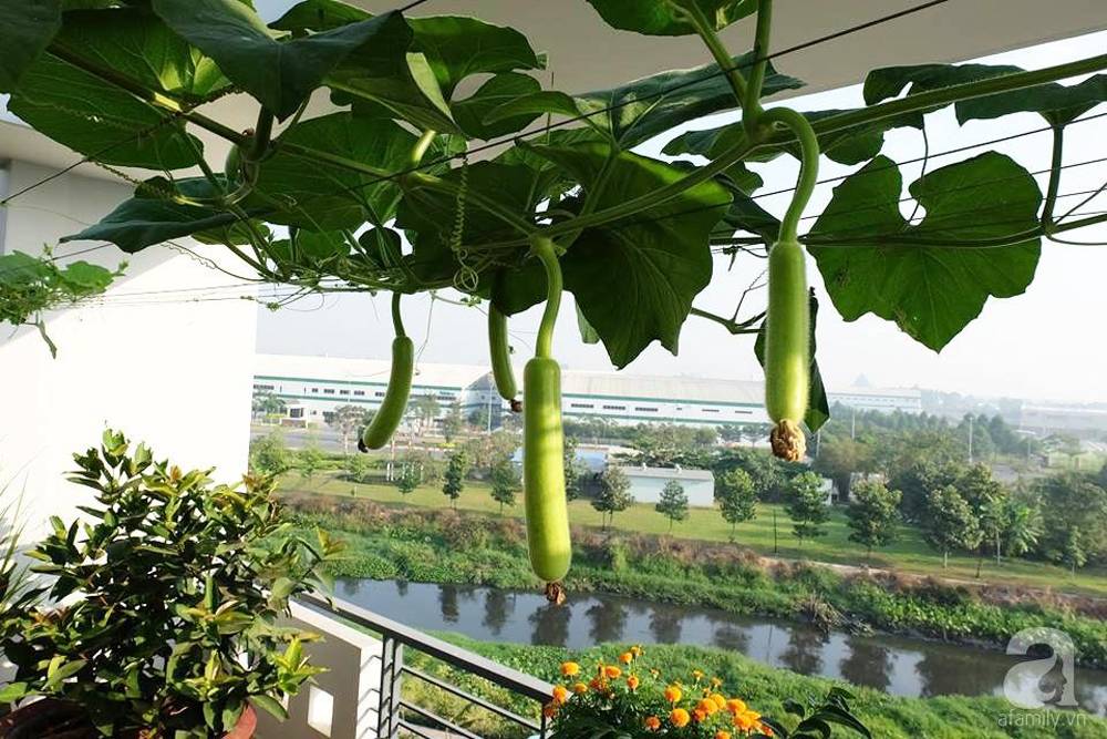 Hướng Tây cung cấp một lượng ánh sáng khá tốt cho rau vào đầu giờ chiều