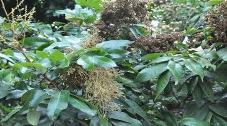 Bệnh Chổi Rồng Trên Cây Nhãn
