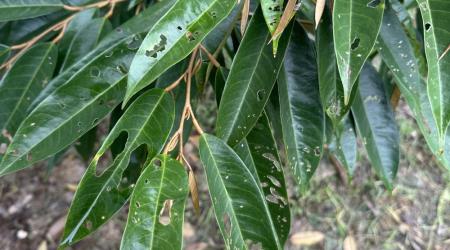 BỌ CÁNH CỨNG HẠI SẦU RIÊNG