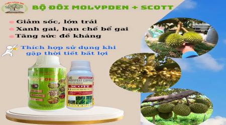  Bộ Đôi Dinh Dưỡng SCOTT Kết Hợp MOLYPDEN – Giải Pháp Tăng Cường Sức Khỏe Cây Trồng