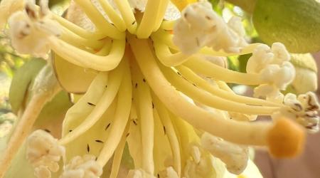 BỌ TRĨ HẠI SẦU RIÊNG
