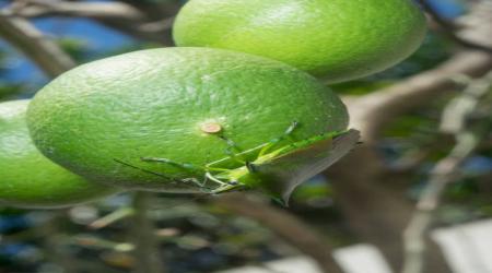 Bọ xít xanh gây hại trên cây có múi