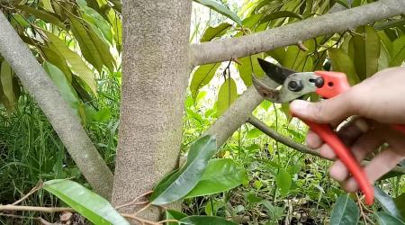 CẮT CÀNH SẦU RIÊNG