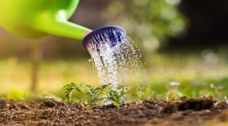 Độ pH của nước ảnh hưởng đến sự phát triển của cây trồng như thế nào?