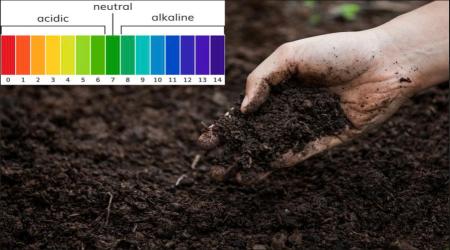 Độ pH đất ảnh hưởng như thế nào đến sự phát triển của cây sầu riêng