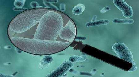 Khám Phá Bacillus: Vi Khuẩn Vàng Trong Nông Nghiệp Bền Vững