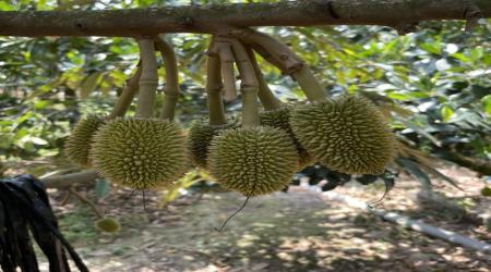 MƯA NHIỀU LÀM SẦU RIÊNG DÀI TRÁI