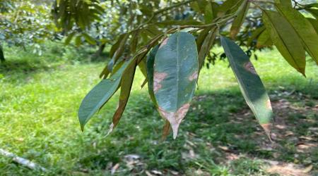 NẤM COLLETOTRICHUM GÂY BỆNH THÁN THƯ TRÊN LÁ SẦU RIÊNG