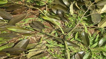 NẤM LUỘC LÁ TRÊN SẦU RIÊNG: NHẬN BIẾT, NGUYÊN NHÂN VÀ BIỆN PHÁP PHÒNG TRỪ