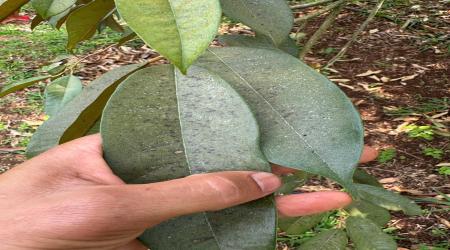 Nhện đỏ gây hại sầu riêng