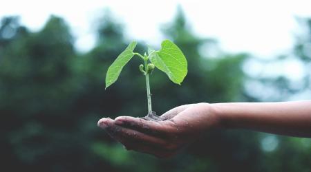 Nói không với thuốc trừ sâu cấm - Chọn con đường nông nghiệp bền vững
