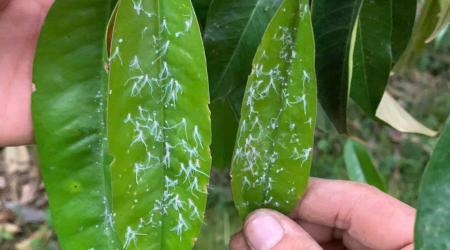 Rầy phấn trắng gây hại sầu riêng