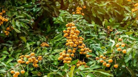 SÂU ĐỤC CUỐN TRÁI NHÃN