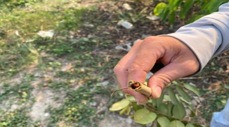 SÂU ĐỤC THÂN GÂY HẠI NHÃN