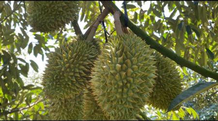 SẦU RIÊNG BỊ NỨT GAI