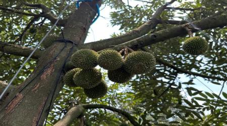 SẦU RIÊNG RỤNG BÔNG SAU XỔ NHỤY: BÀ CON CẦN ĐẶC BIỆT LƯU Ý LƯỢNG NƯỚC TƯỚI