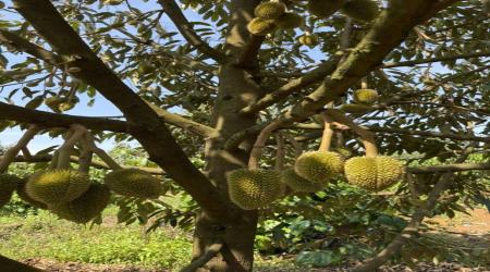 SẦU RIÊNG TRÁI NON RỤNG DO NẮNG NÓNG