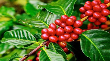 Tại sao phải xử lí tuyến trùng khi tái canh cây cà phê