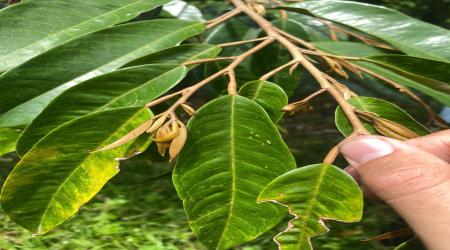 Tại Sao Rầy Xanh Vẫn Tấn Công Dù Đã Phun Thuốc?