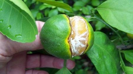 Thực trạng nứt trái trên cây có múi, nguyên nhân do đâu?