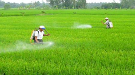 Tầm quan trọng của nguyên tố vi lượng Boron đối với sự phát triển của cây trồng