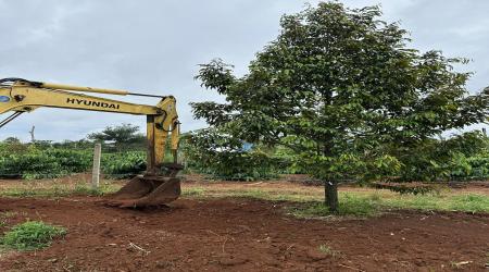 TRỒNG SẦU RIÊNG QUÁ SÂU – NGUYÊN NHÂN KHIẾN BỘ RỄ THIẾU OXY, CÂY CHẬM PHÁT TRIỂN VÀ DỄ XÌ MỦ GỐC