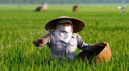 Vai trò của Kali đối với cây trồng